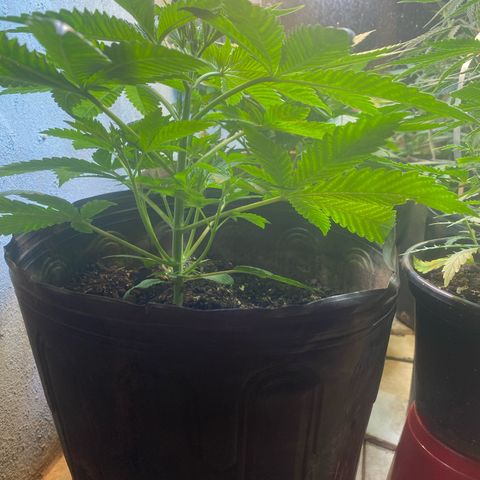 Pinneaple dream  growlog timeline photo