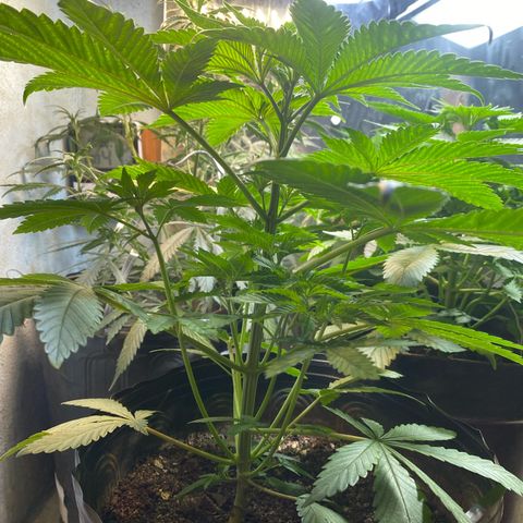 Pinneaple dream  growlog photo: A de caule deitado 