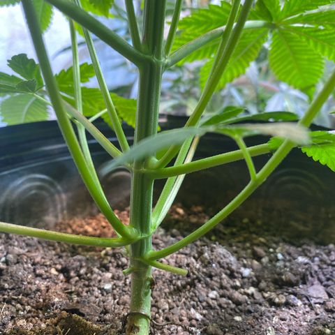 Pinneaple dream  growlog photo: Poda dos pe de pato na do caule deitado 
