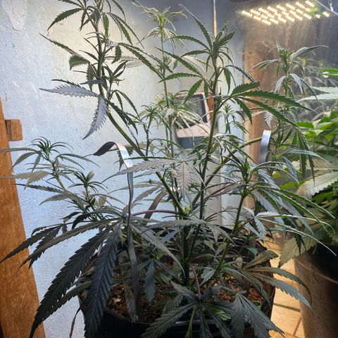 Skunk growlog timeline photo