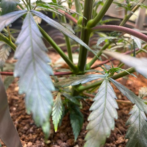 Skunk growlog photo: Poda