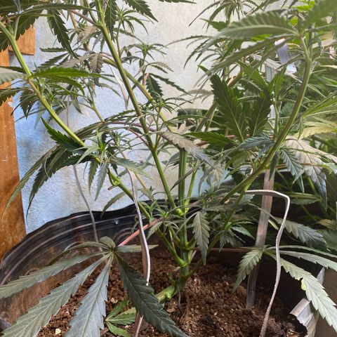 Skunk growlog timeline photo