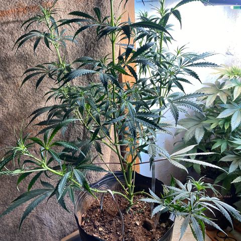 Skunk growlog photo: Metade da poda 