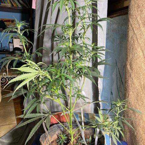 Skunk growlog photo: Poda 