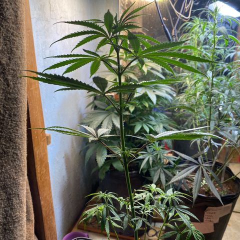 Skunk growlog photo: Com poda 