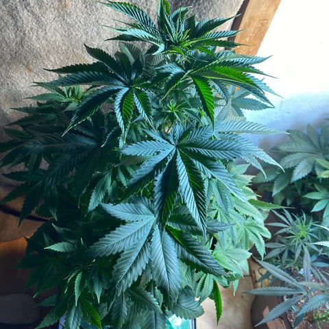 Pinneaple dream  growlog photo: Sem poda a pineaple sem entortar o caule 