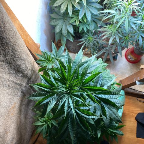 Pinneaple dream  growlog photo: Sem poda a pineaple sem entortar o caule 
