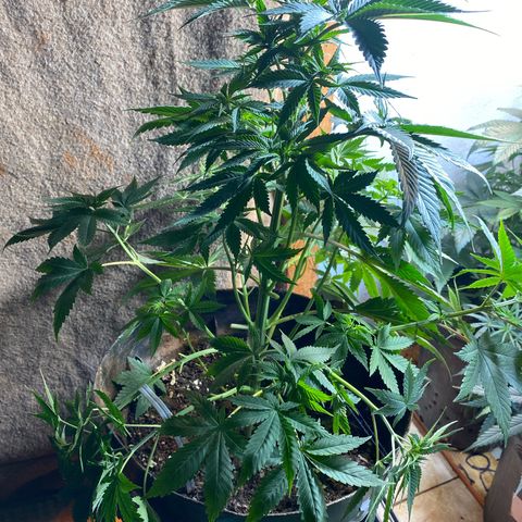 Pinneaple dream  growlog photo: Caule reto amarras podas 