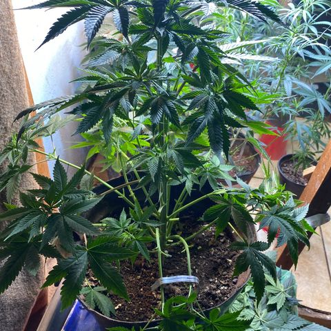 Pinneaple dream  growlog photo: Caule reto amarras podas 