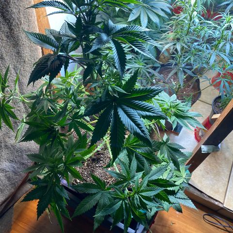 Pinneaple dream  growlog photo: Caule reto amarras podas 