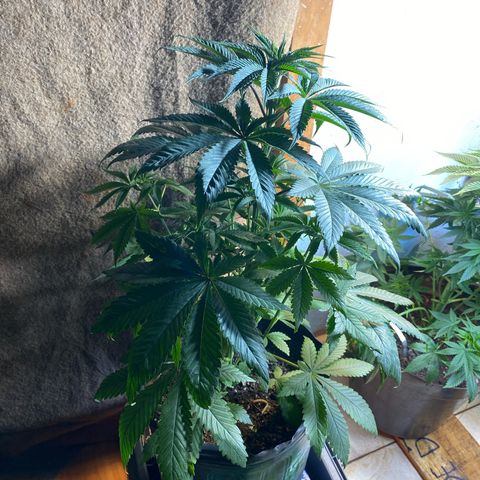 Pinneaple dream  growlog photo: Sem Poda pineaple do caule curvo 