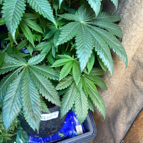 Pinneaple dream  growlog photo: Sem Poda pineaple do caule curvo 