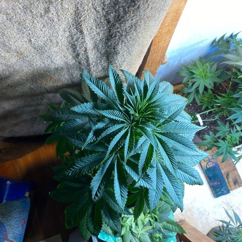 Pinneaple dream  growlog photo: Sem Poda pineaple do caule curvo 