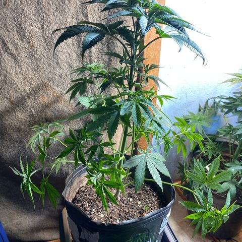 Pinneaple dream  growlog photo: Com Poda amarras na caule torto  