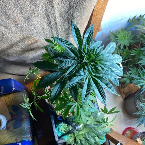 Pinneaple dream  growlog photo: Com Poda amarras na caule torto  