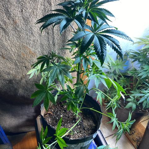 Pinneaple dream  growlog photo: Com Poda amarras na caule torto  