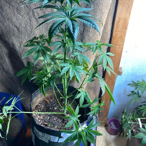 Pinneaple dream  growlog photo: Com Poda amarras na caule torto  