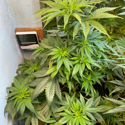 Pinneaple dream  growlog timeline photo