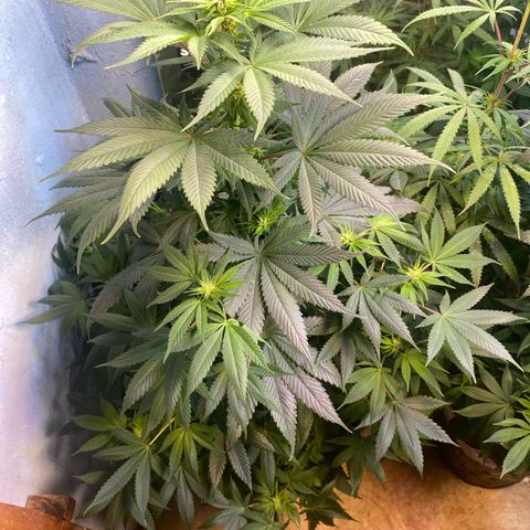 Pinneaple dream  growlog timeline photo