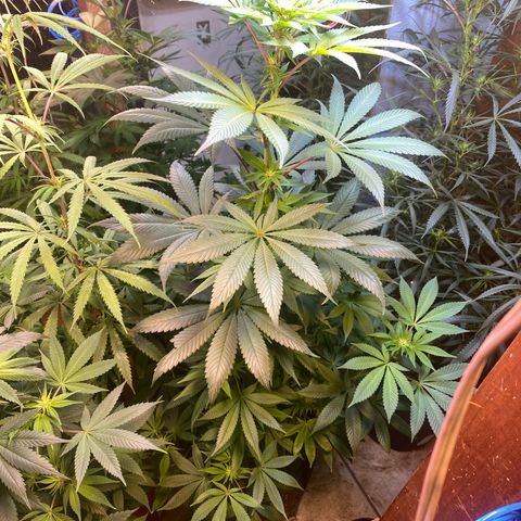 Pinneaple dream  growlog timeline photo