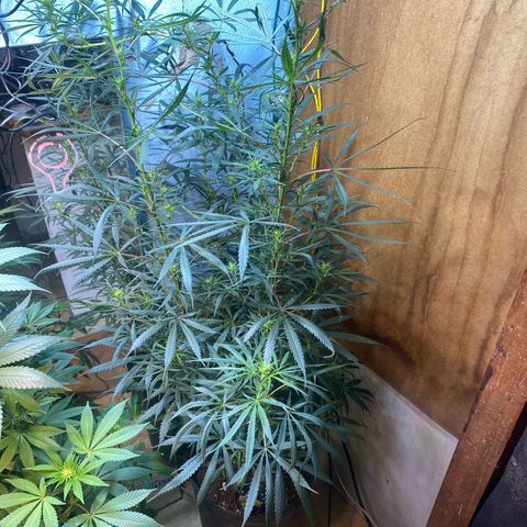 Skunk growlog timeline photo