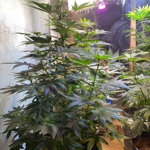 Pinneaple dream  growlog photo: Poda foliar 