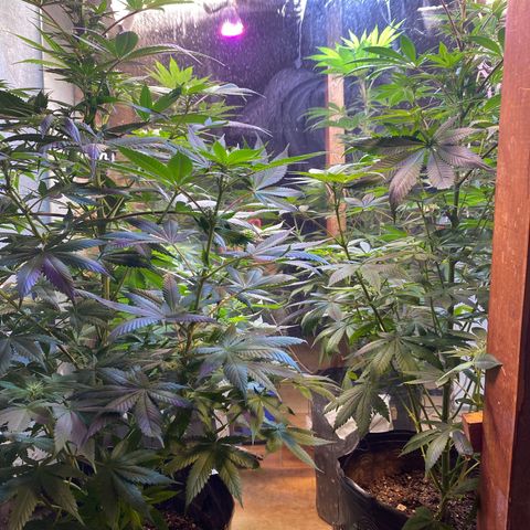 Pinneaple dream  growlog photo: Poda foliar 