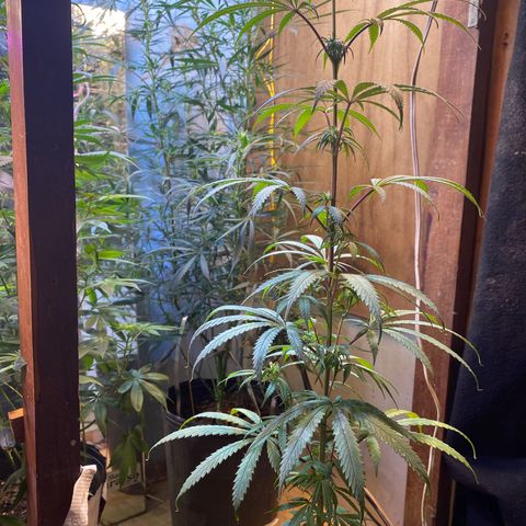 Skunk growlog photo: Sem poda 