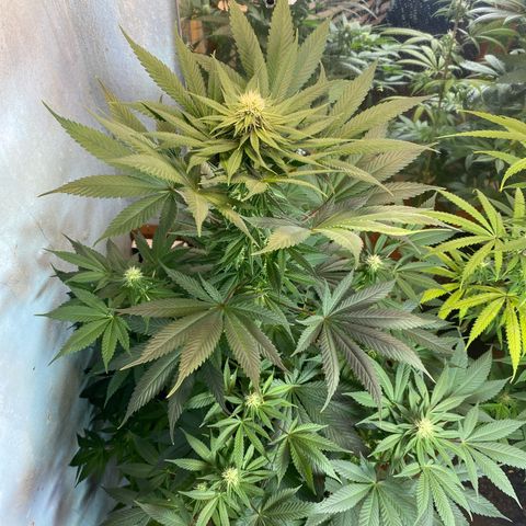 Pinneaple dream  growlog timeline photo