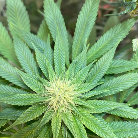 Pinneaple dream  growlog timeline photo