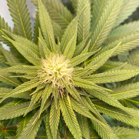 Pinneaple dream  growlog timeline photo
