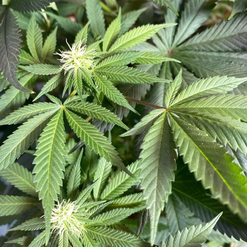 Pinneaple dream  growlog timeline photo
