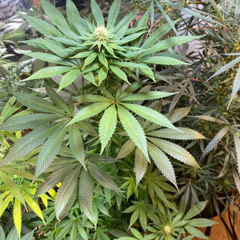 Pinneaple dream  growlog timeline photo