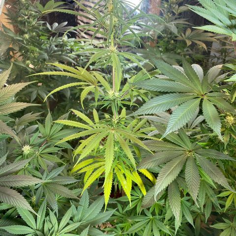 Skunk growlog timeline photo