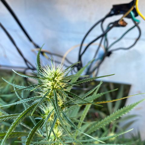Skunk growlog timeline photo