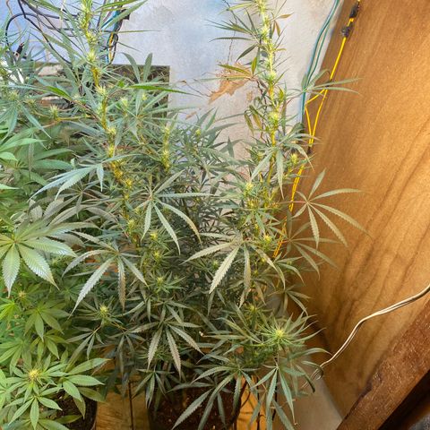Skunk growlog timeline photo