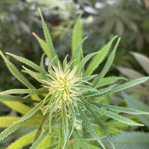 Skunk growlog timeline photo