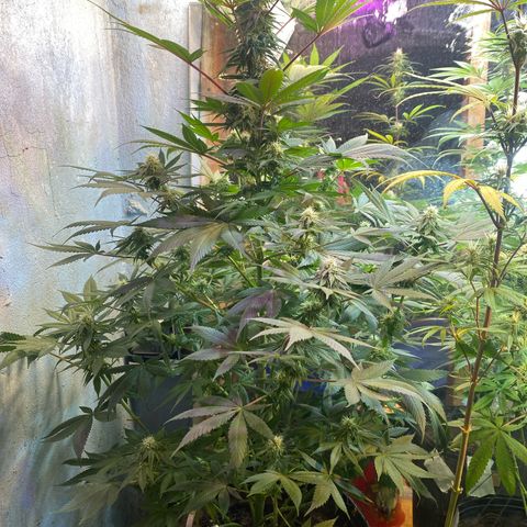 Pinneaple dream  growlog timeline photo