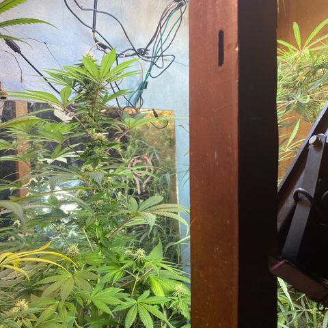 Pinneaple dream  growlog timeline photo