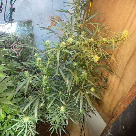 Skunk growlog timeline photo