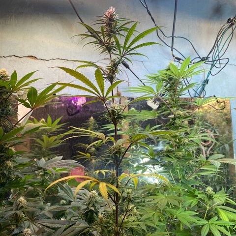 Skunk growlog timeline photo