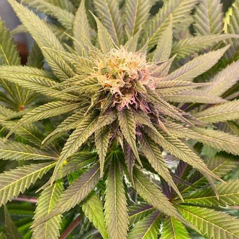 Pinneaple dream  growlog timeline photo