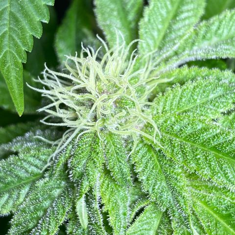 Pinneaple dream  growlog photo: Caule torto 
