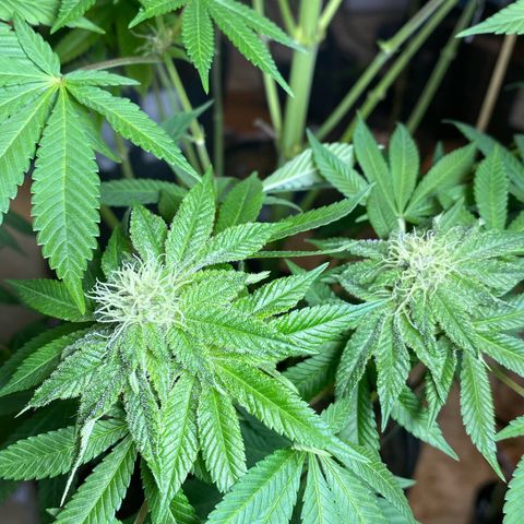 Pinneaple dream  growlog photo: Caule torto 