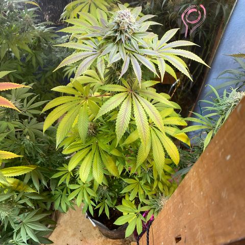 Pinneaple dream  growlog photo: Antes da defoliacao 