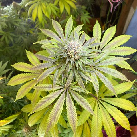 Pinneaple dream  growlog photo: Antes da defoliacao 