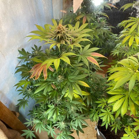 Pinneaple dream  growlog photo: Antes da defoliacao 