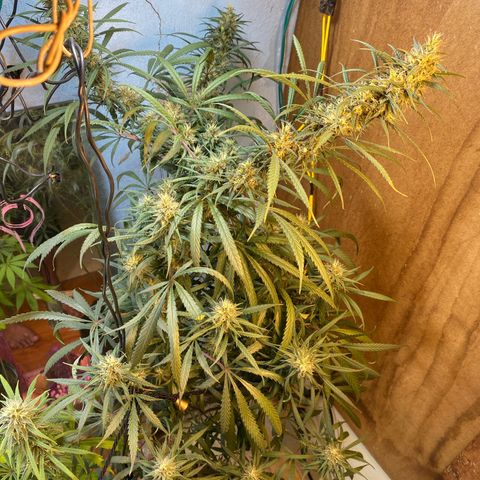 Skunk growlog photo: Antes da defoliacao 