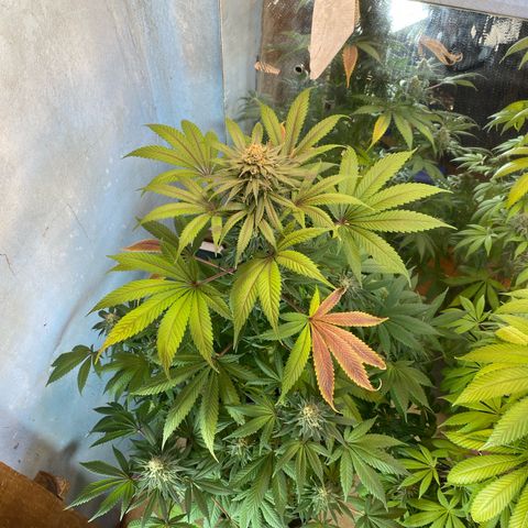 Pinneaple dream  growlog photo: Antes da defoliacao 