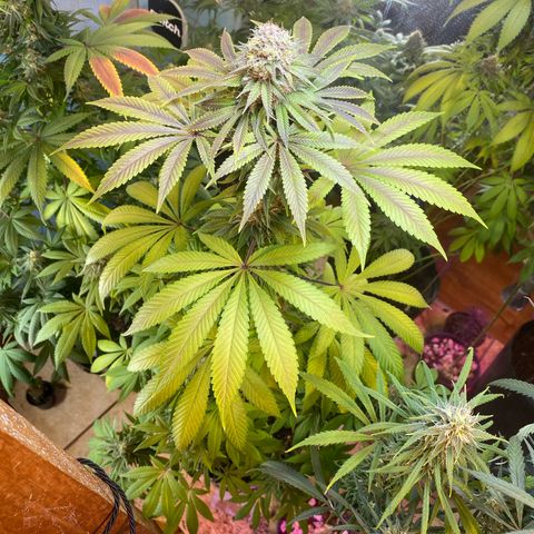 Pinneaple dream  growlog photo: Antes da defoliacao 